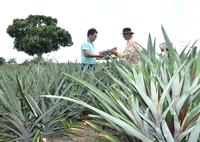 06_09_19-a-paraiba-e-o-segundo-maior-produtor-de-abacaxi-do-brasil-5.jpg