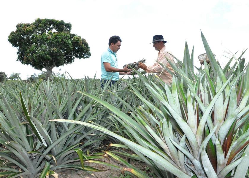 06_09_19-a-paraiba-e-o-segundo-maior-produtor-de-abacaxi-do-brasil-5.jpg