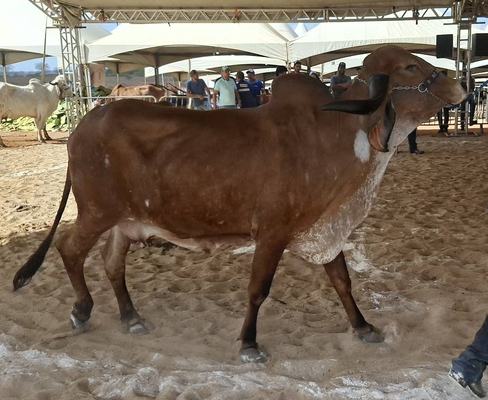 Sedap-PB alerta sobre prazo para atualização cadastral de animais