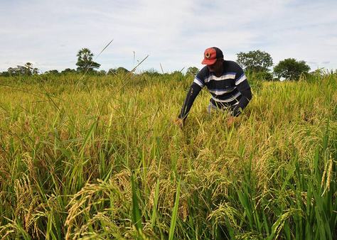 22_05_19-arroz-vermelho-garante-renda-extra-para-agricultores-familiares-nas-varzeas-de-sousa-2.jpg