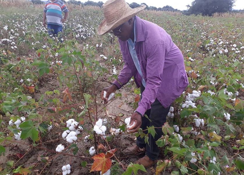 22_07_19-governo-investe-na-retomada-do-algodao-e-promove-dia-de-campo-para-atrair-agricultor-3.jpg