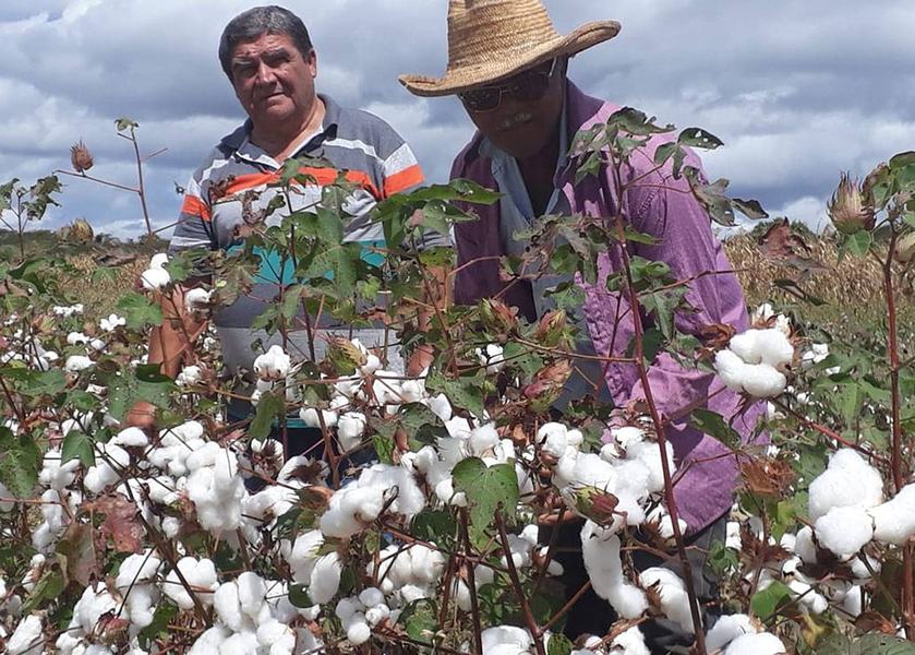 22_07_19-governo-investe-na-retomada-do-algodao-e-promove-dia-de-campo-para-atrair-agricultor-5.jpg