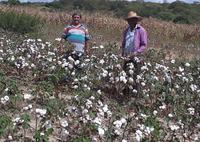 22_07_19-governo-investe-na-retomada-do-algodao-e-promove-dia-de-campo-para-atrair-agricultor-4.jpg