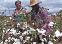 22_07_19-governo-investe-na-retomada-do-algodao-e-promove-dia-de-campo-para-atrair-agricultor-5.jpg