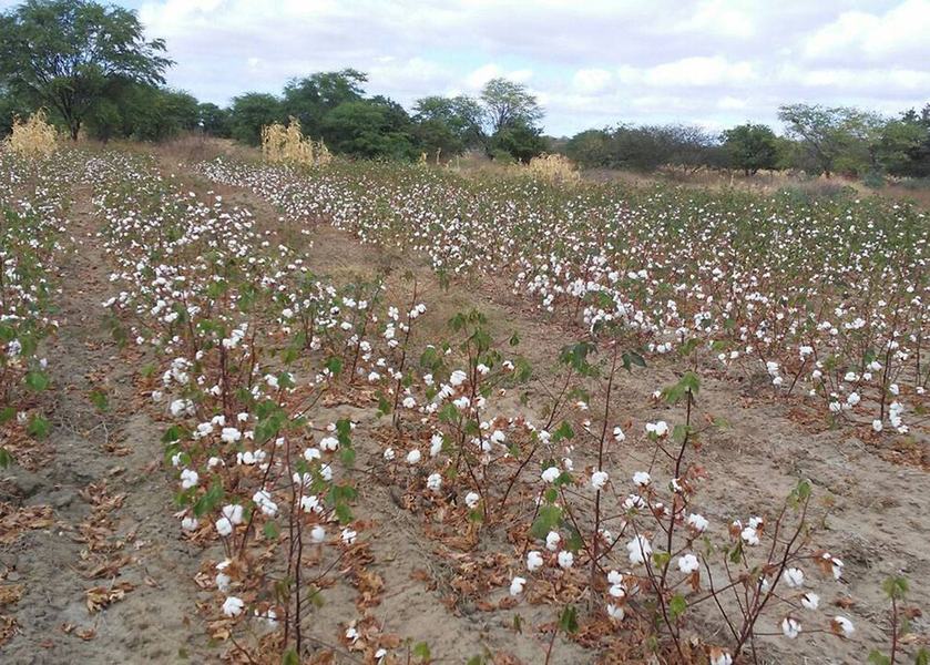 22_08_19-produtores-concluem-colheita-de-algodao-na-regiao-de-catole-do-rocha-4.jpg