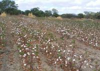 22_08_19-produtores-concluem-colheita-de-algodao-na-regiao-de-catole-do-rocha-4.jpg