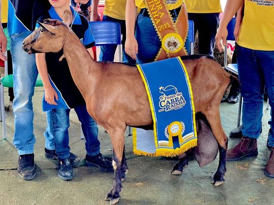 Governo do Estado promove fampress para a Festa da Cabra Rainha, em Santo André
