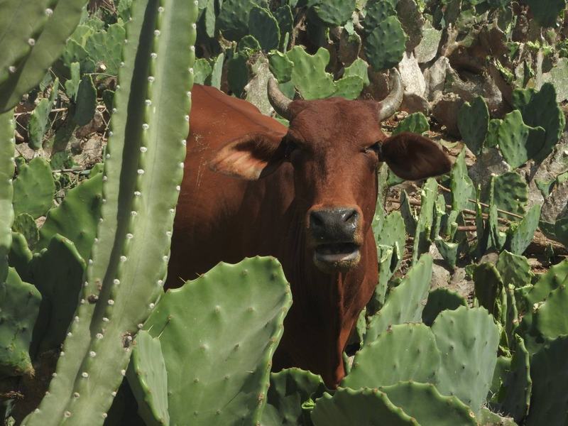 a-pratica-do-pastejo-animal-no-plantio-de-palma-na-fazenda-mandacaru.jpg