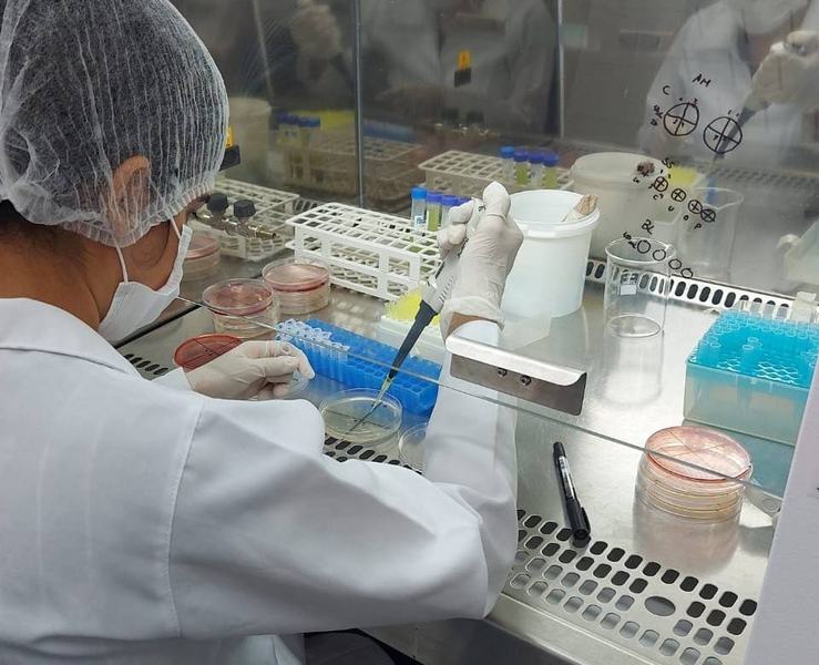 analise-microbiologica-da-bebida-de-palma.jpeg