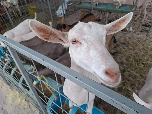 São Bento promove a 2ª Expo Agro a partir desta quinta-feira com apoio da Sedap-PB
