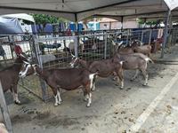 animais-expostos-na-7a-jua-capri.jpg