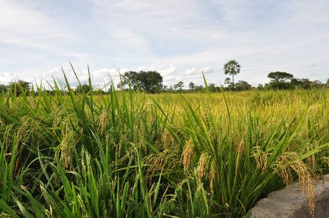 arroz-29-09.jpg