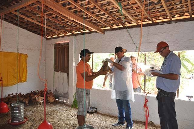 avicultura2.jpg
