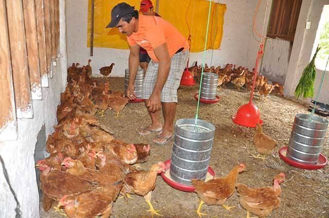 avicultura3.jpg