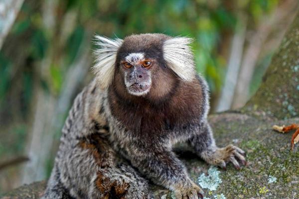 Especialista alerta sobre convivência com saguis em áreas urbanas