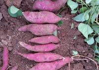 batata-doce-30-06.jpg