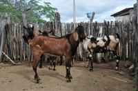 cabaceiras-1-02-31.jpg