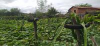 cabaceiras4-30-1.jpg