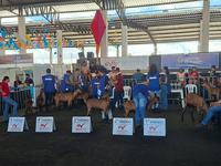 caprifeira-barra-de-santa-rosa.jpg