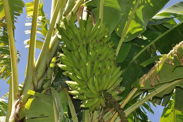 Agricultores familiares de Cajazeirinhas cultivam banana resistente a doenças