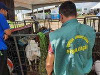 defesa-agropecuaria.jpg