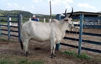 empaer-rebanho-na-exposicao-de-animais-em-limoeiro.jpg