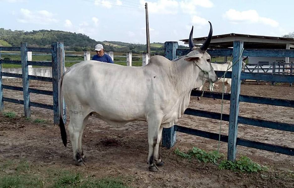 empaer-rebanho-na-exposicao-de-animais-em-limoeiro.jpg