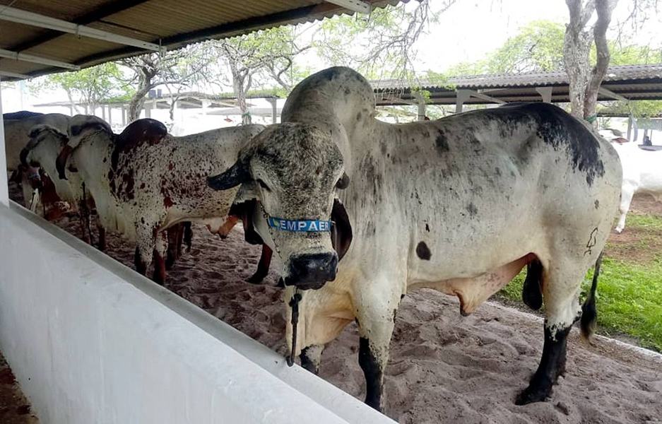 empaer-rebanho-na-exposicao-de-animais-em-limoeiro2.jpg