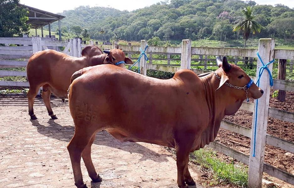 empaer-rebanho-na-exposicao-de-animais-em-limoeiro1.jpg