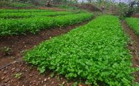 empaer-sao-francisco-agricultura-s-jose-de-piranhas-2.jpg