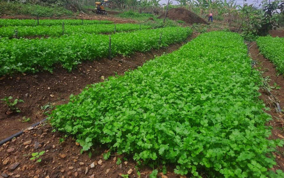 empaer-sao-francisco-agricultura-s-jose-de-piranhas-2.jpg