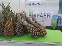 expo-abacaxi-itapororoca-3.jpeg
