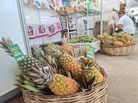 expo-abacaxi-itapororoca-5.jpeg