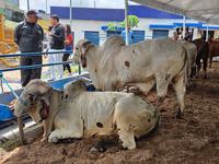expo-umbuzeiro-2-29-04.jpg