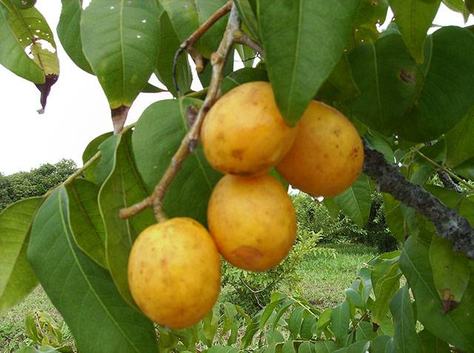 foto-fruto-caja_portal.jpg