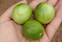 fruto-umbu-portal.jpg
