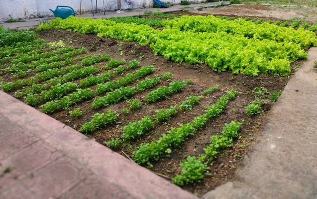 Socioeducandos do Lar do Garoto cultivam horta coletiva em Lagoa Seca