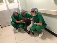 hospital-metropolitano-comemora-1-ano-do-projeto-de-cinoterapia-5.jpg