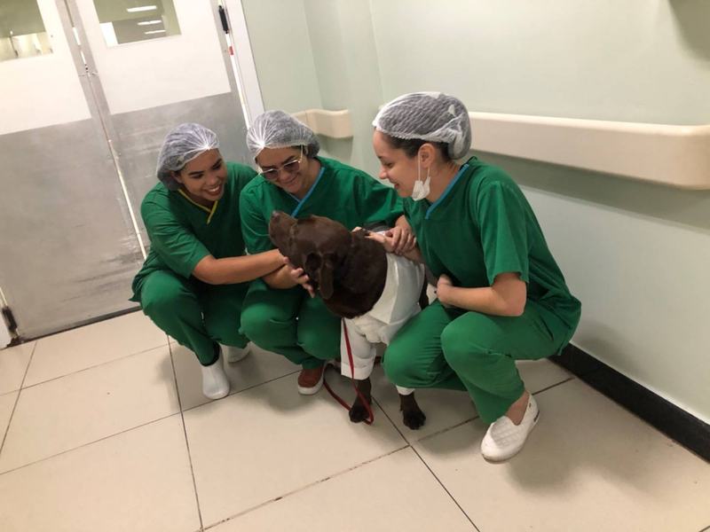 hospital-metropolitano-comemora-1-ano-do-projeto-de-cinoterapia-5.jpg