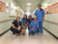 hospital-metropolitano-recebe-a-primeira-visita-de-2026-da-terapia-assistida-por-animais-taa-3.jpg