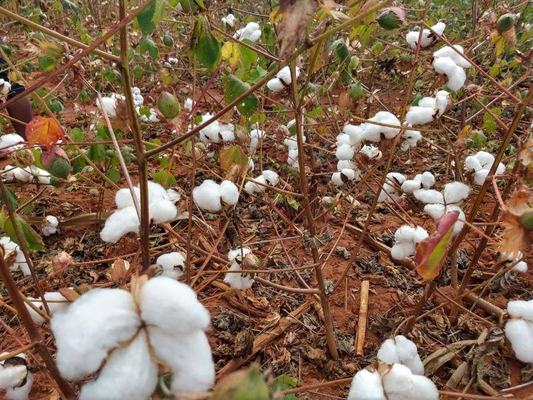Produtores participam de capacitação sobre algodão agroecológico colorido e branco em Itabaiana