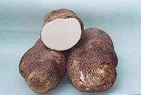 inhame-marcacao-iii.jpg