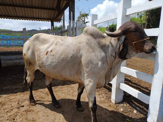 Governo da Paraíba realiza leilão de descarte seletivo de animais bovinos