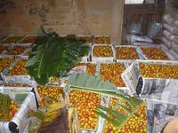 mangaba9.jpg