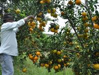 matinhas-laranja-15-10.jpg
