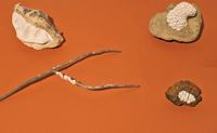 natureza-e-natureza-imaginada-foto-de-jamarri-nogueira-5.jpg