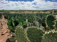 plantio-de-palma-fazenda-mandacaru-agropalma.jpg