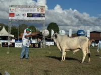 premio-guzera-4-28-05.jpg