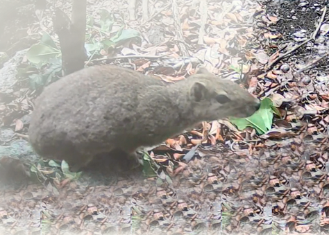 sudema_realiza_acoes_de_monitoramento_remoto_da_fauna-_no_bioma_caatinga.png